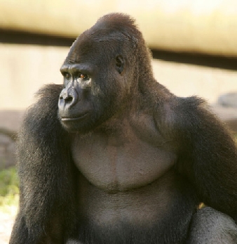 Gorilla gorilla