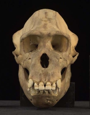 Cráneo frontal