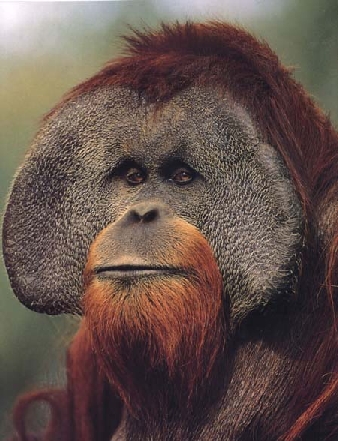 Orangután