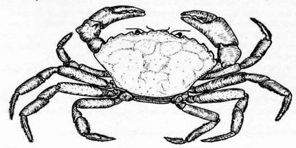 cangrejo dorsal
