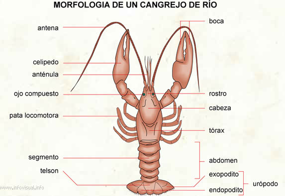 cangrejo de río