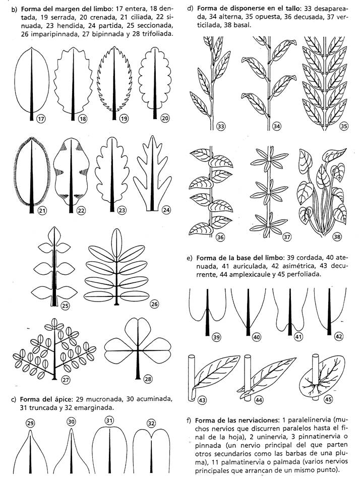 clasificacion hojas 2