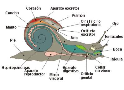 caracol