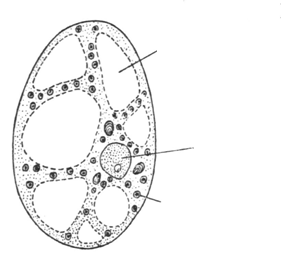 cromoplasto1