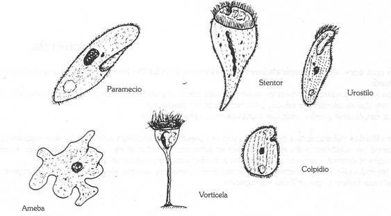 protozoos1