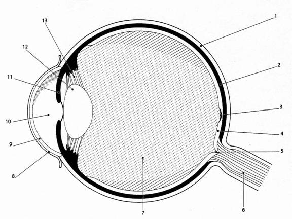 Resultado de imagen de ojo partes sin nombre