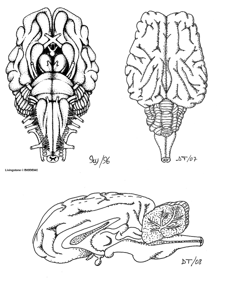 encefalo