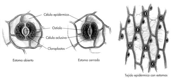 Estomas puerro