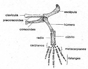 huesos 2