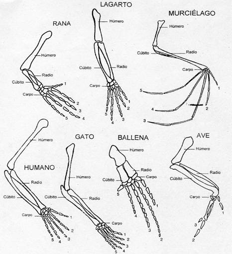 HUESOS