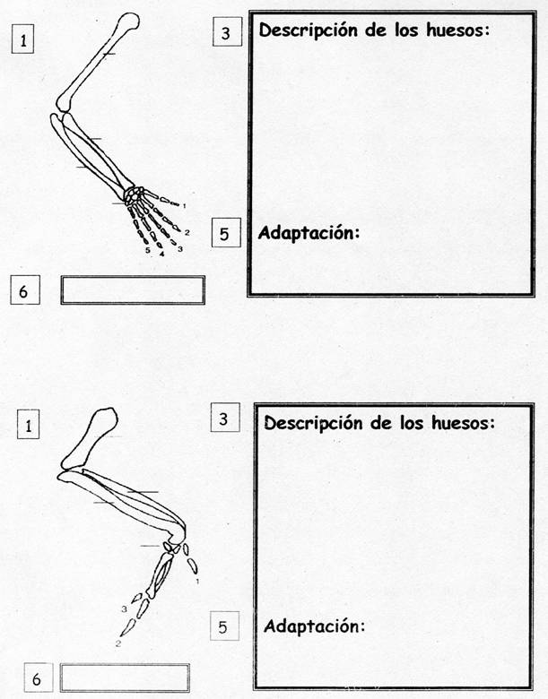 huesos 1