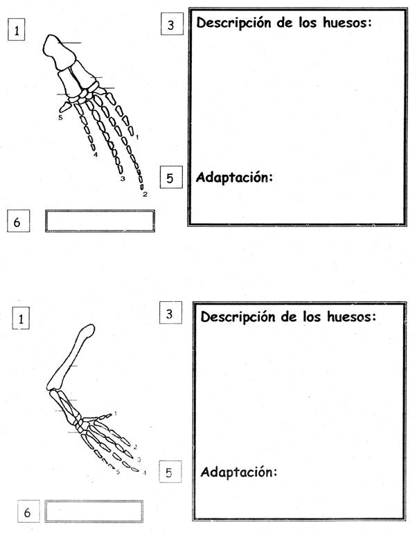 huesos 2