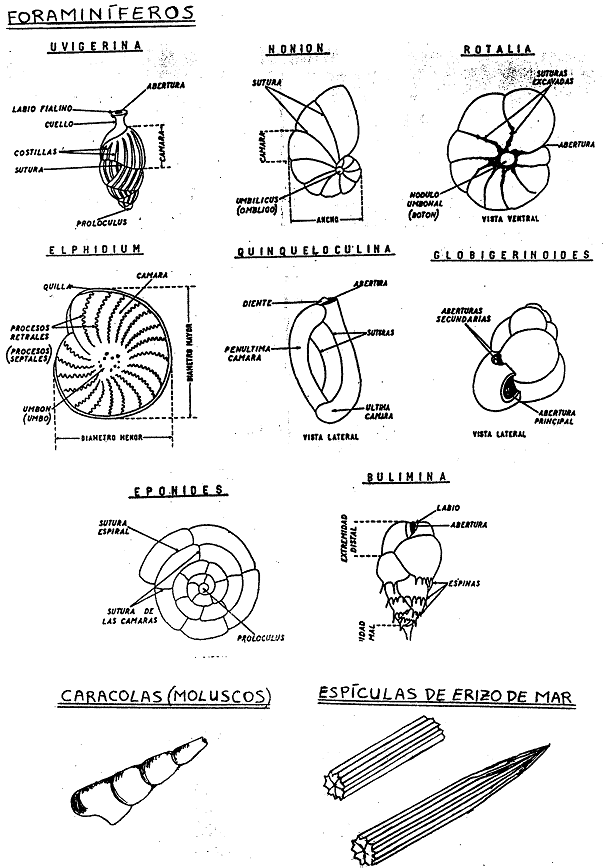 lupa 2