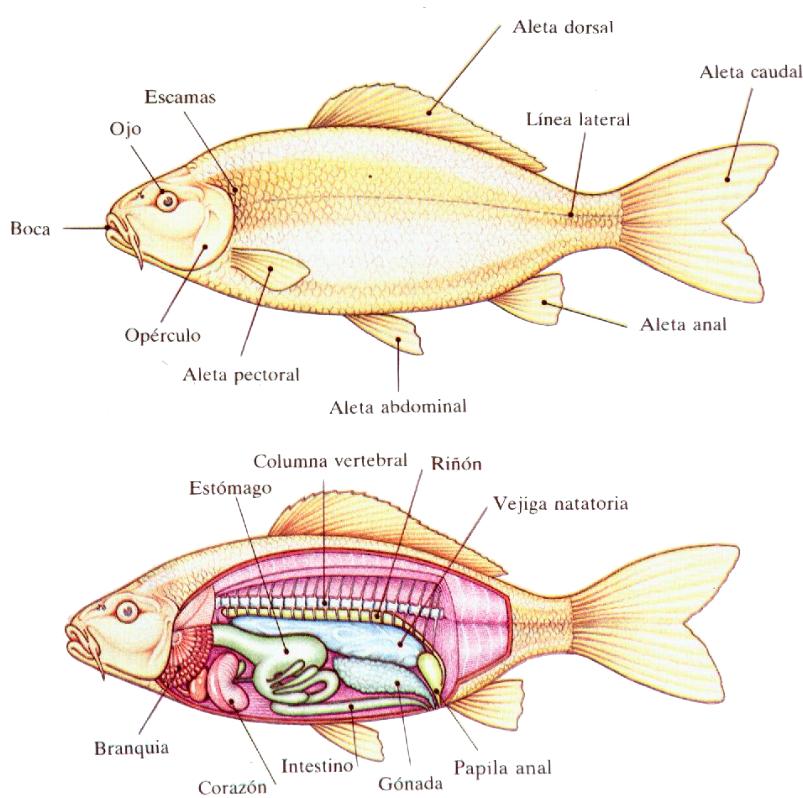 Disección de un pez óseo