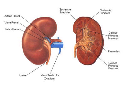 riñon 2