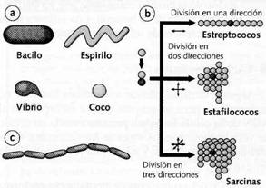 clasificacion bacterias