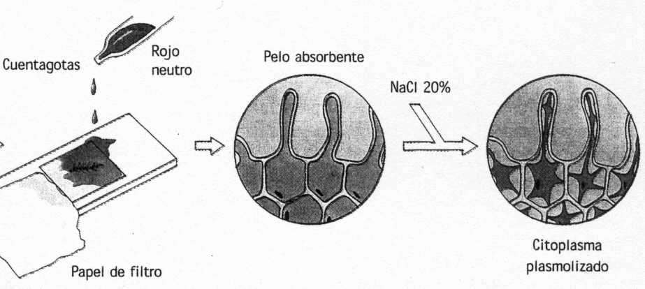 absorcion_radicular