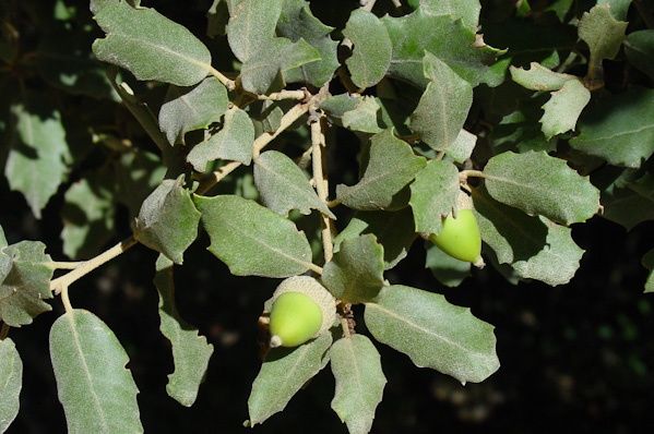 Quercdus ilex