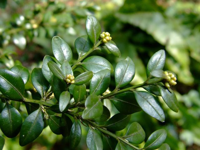 Buxus sempervirens