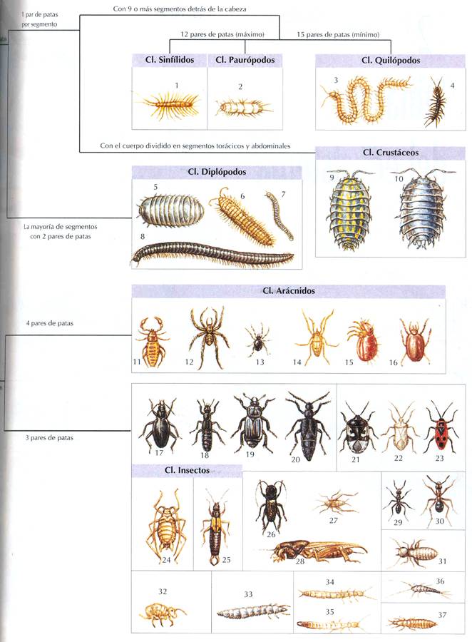 Tabla invertebrados 2