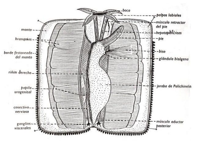 mejillon1